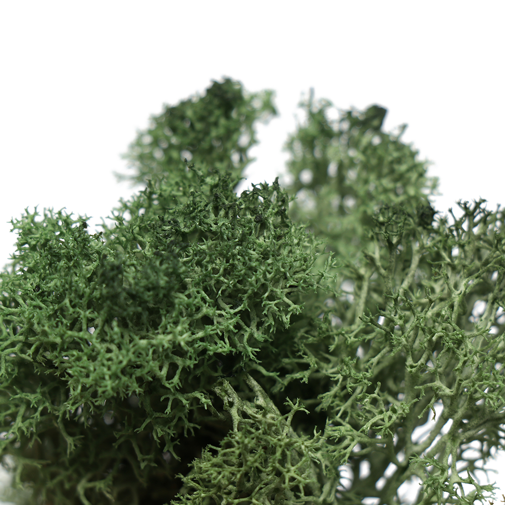 1Bag Artificial Fake Dried Reindeer Moss for Flowers Grass Basket Plant Fairy Home Garden Garland Party Wedding DIY, Light green 
1Bag Artificial Fake Dried Reindeer Moss for Flowers Grass Basket Plant Fairy Home Garden Garland Party Wedding DIY, Light green