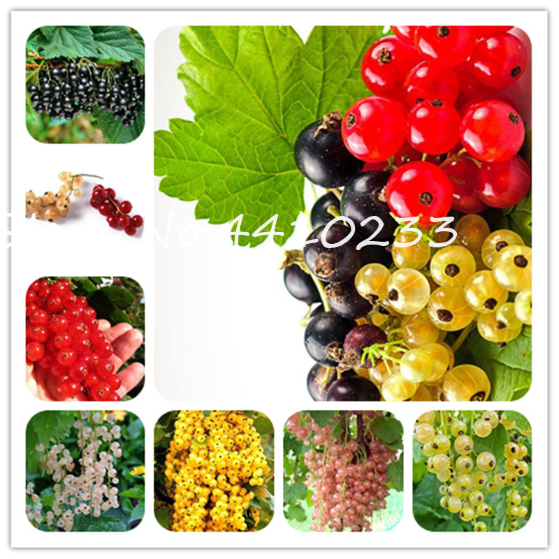 100 Pcs Gooseberry Bonsai Fruit, Juicy Currant Organic Sweet Fruit Bonsai plant seeds High Nutritious Bonsai Food Plant For Home Garden Pot
100 Pcs Gooseberry Bonsai Fruit, Juicy Currant Organic Sweet Fruit Bonsai plant seeds High Nutritious Bonsai Food Plant For Home Garden Pot