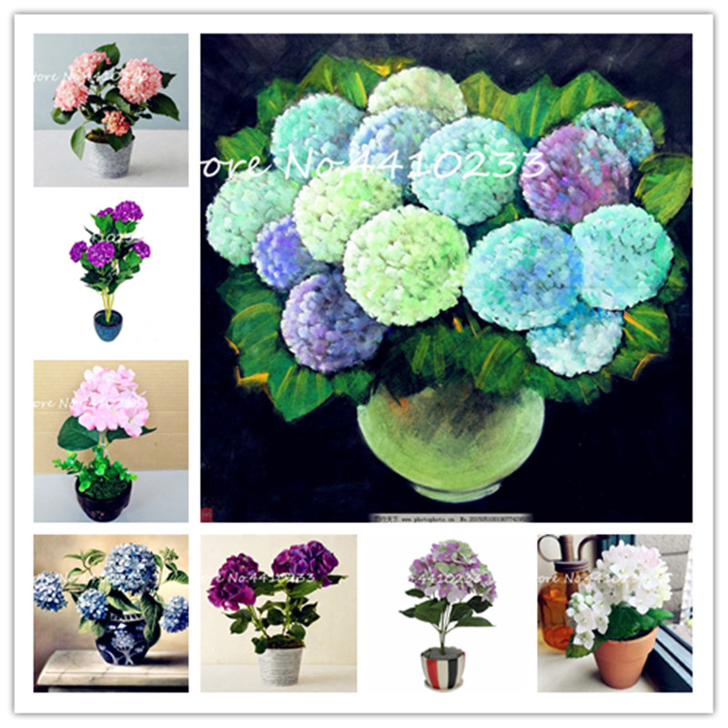 Sale! 50 Pcs Hydrangea Bonsai plant seeds Perennial Flower Hydrangea Balcony Ornamental Flowers Garden Plants Bonsai Multiple Color Choices
Sale! 50 Pcs Hydrangea Bonsai plant seeds Perennial Flower Hydrangea Balcony Ornamental Flowers Garden Plants Bonsai Multiple Color Choices
