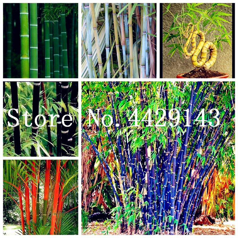 Sale! 50 Pcs Seeds New Fresh Indoor Bamboo Bonsai, House Good Luck Bamboo Pot, 100% True flower Potted Plant for Home Garden Easy to Grow
Sale! 50 Pcs Seeds New Fresh Indoor Bamboo Bonsai, House Good Luck Bamboo Pot, 100% True flower Potted Plant for Home Garden Easy to Grow