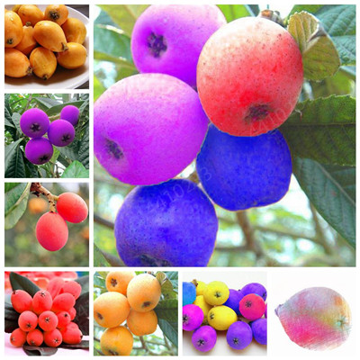 2 pcs/bag Giant Plum Loquat Tree Plant plantas,Juicy Non-GMO Fruit Bonsai flores,The Budding Rate 98% Plant for Home Garden
2 pcs/bag Giant Plum Loquat Tree Plant plantas,Juicy Non-GMO Fruit Bonsai flores,The Budding Rate 98% Plant for Home Garden