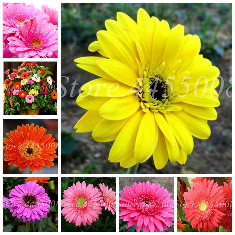 200 Pcs/ bag Seeds Lowest Price! Hybrids Gerbera Daisy Mix Chrysanthemum Flower Plantas Bonsai Plants for Home & Garden Decor
200 Pcs/ bag Seeds Lowest Price! Hybrids Gerbera Daisy Mix Chrysanthemum Flower Plantas Bonsai Plants for Home & Garden Decor