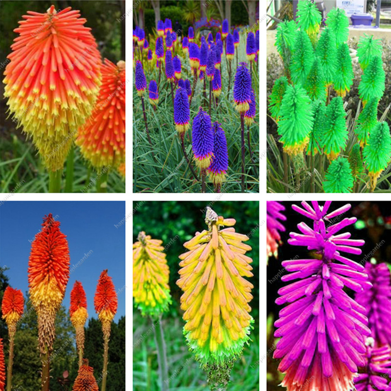 100 pcs True Hot Poker (Kniphofia Uvaria) Beautiful Torch Lily Flower Perennial Bonsai Potted Plants for Home Garden Good Quality
100 pcs True Hot Poker (Kniphofia Uvaria) Beautiful Torch Lily Flower Perennial Bonsai Potted Plants for Home Garden Good Quality