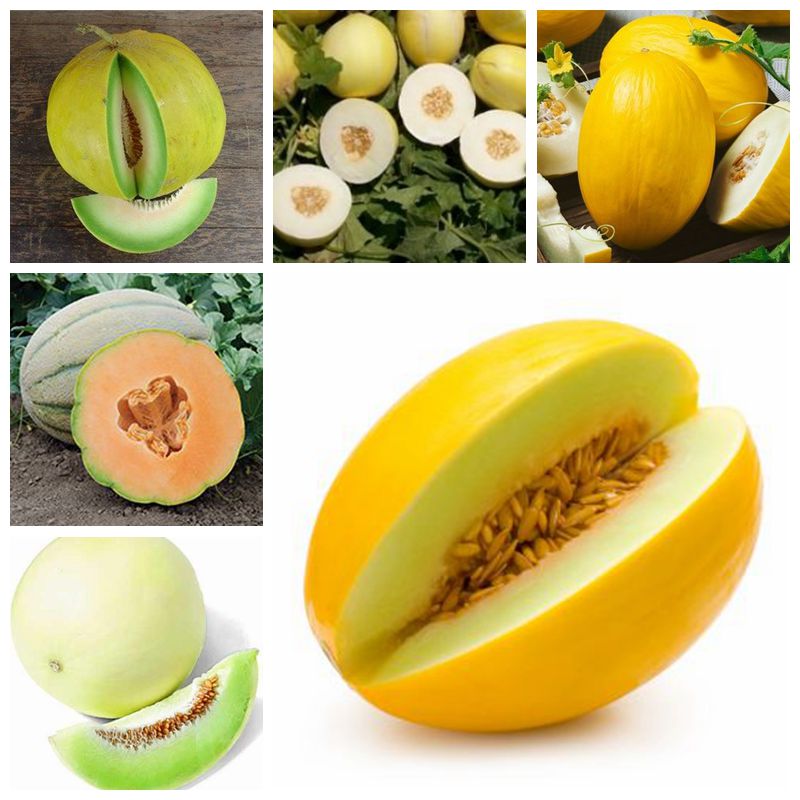 100 pcs/bag Mini sweet melon, bonsai melon seeds organic seeds vegetable and fruit, delicious food plant pot for home garden
100 pcs/bag Mini sweet melon, bonsai melon seeds organic seeds vegetable and fruit, delicious food plant pot for home garden