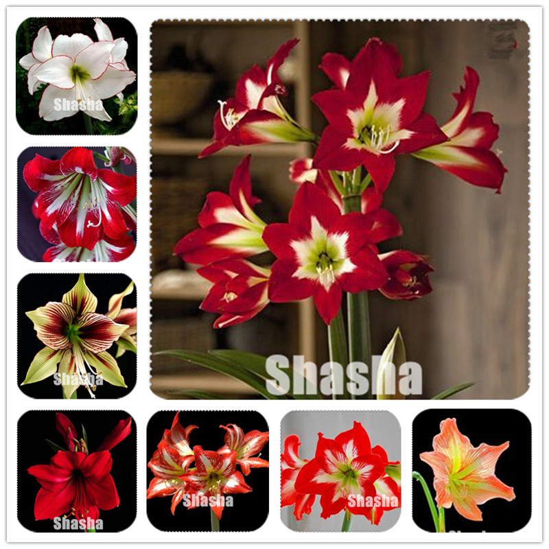 300 Pcs Amaryllis plants Cheap Amaryllis Bonsai seeds, the Barbados Lily Plant Pot, Bonsai Balcony Flower For Home Garden Planting
300 Pcs Amaryllis plants Cheap Amaryllis Bonsai seeds, the Barbados Lily Plant Pot, Bonsai Balcony Flower For Home Garden Planting