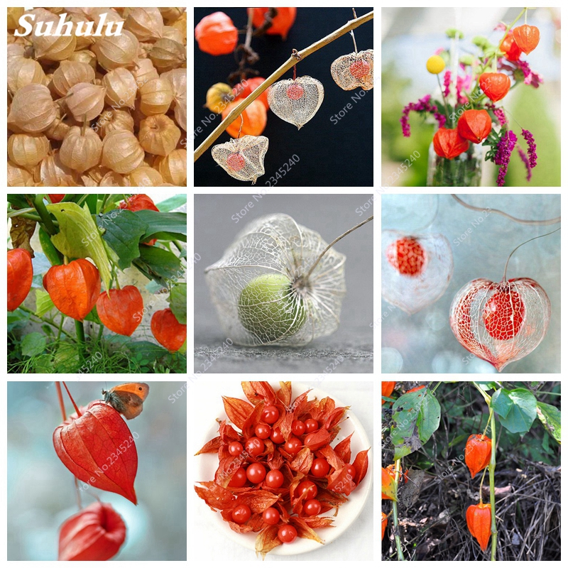 1000 pcs/ bag Seeds Sweet Tasty Physalis Juicy Fruit Golden Berry Bonsai Chinese Latern Garden Flower Plant Gooseberry de Flore
1000 pcs/ bag Seeds Sweet Tasty Physalis Juicy Fruit Golden Berry Bonsai Chinese Latern Garden Flower Plant Gooseberry de Flore