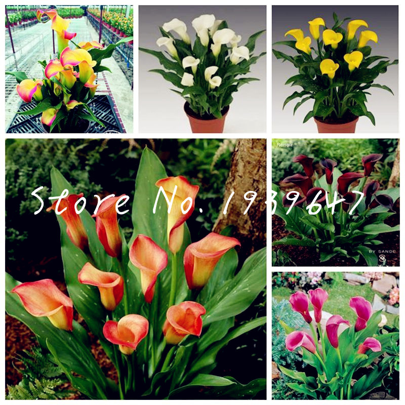 100 Pcs Calla Lily plant seeds Bonsai Mix Room Flowers Zantedeschia Aethiopica Outdoor & Indoor Houseplants Home Garden Pot Plant Wedding
100 Pcs Calla Lily plant seeds Bonsai Mix Room Flowers Zantedeschia Aethiopica Outdoor & Indoor Houseplants Home Garden Pot Plant Wedding