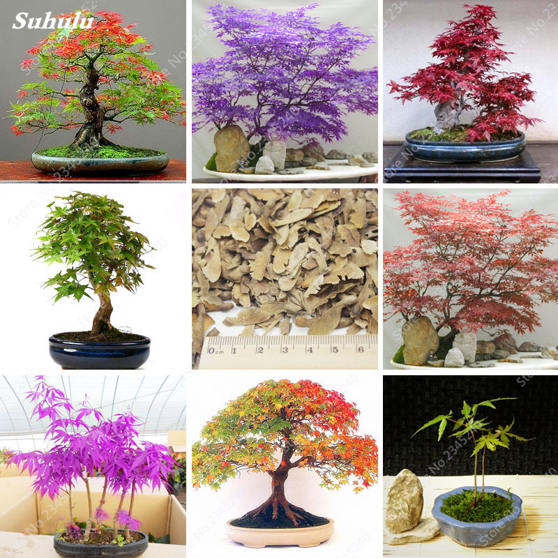 50Pcs Mini Maple Bonsai Chinese Rare Blue Bonsai plant seeds Maple Tree Bonsai Garden Plant Tree for Flower Pot Planters Semillas De Arboles
50Pcs Mini Maple Bonsai Chinese Rare Blue Bonsai plant seeds Maple Tree Bonsai Garden Plant Tree for Flower Pot Planters Semillas De Arboles