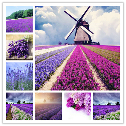 1000 Pcs / bag french provence lavender bonsais plant seeds very fragrant organic lavender bonsais plant flower Flower Garden
1000 Pcs / bag french provence lavender bonsais plant seeds very fragrant organic lavender bonsais plant flower Flower Garden