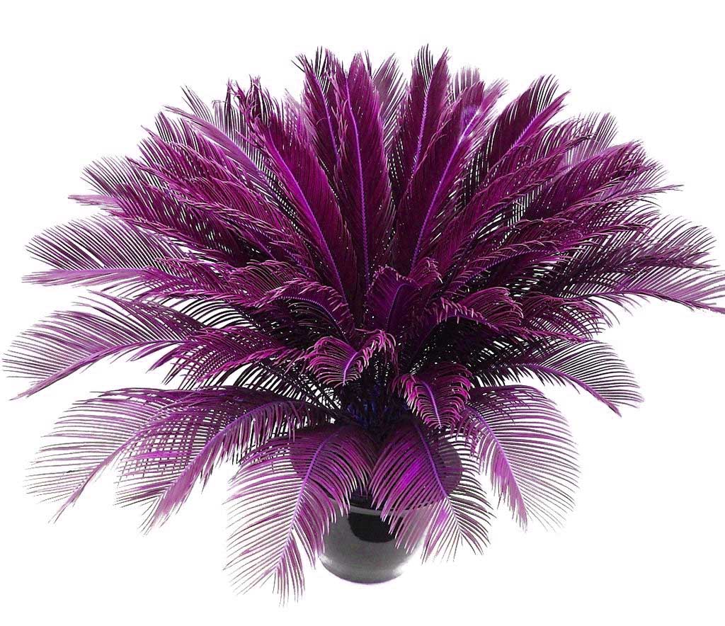 Cycas Bonsai Potted Balcony Planting Bag Potted Flower Bonsai Cycads Tree For Home Garden Big Bonsai 10 Pcs Potted plant
Cycas Bonsai Potted Balcony Planting Bag Potted Flower Bonsai Cycads Tree For Home Garden Big Bonsai 10 Pcs Potted plant