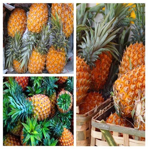 100 Pcs Seeds Garden Supplies Ananas Comosus Pineapple Bonsai seeds Heirloom Fruit Garden Bonsai Sweet Juicy Delicious Fruit Potted plant DIY Bonsai Plant
100 Pcs Seeds Garden Supplies Ananas Comosus Pineapple Bonsai seeds Heirloom Fruit Garden Bonsai Sweet Juicy Delicious Fruit Potted plant DIY Bonsai Plant