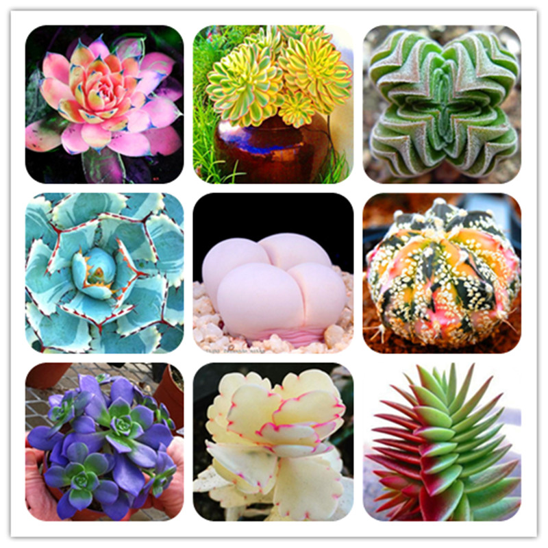 Bonsai 2000 Pcs Rare Cactus Seeds Flowering Plants Hybrid Pseudotruncatella Succulent Bonsai Raw Stone Cactus Potted Plants 2020 New
Bonsai 2000 Pcs Rare Cactus Seeds Flowering Plants Hybrid Pseudotruncatella Succulent Bonsai Raw Stone Cactus Potted Plants 2020 New