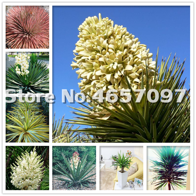 Big promotion! 100 Pcs/Bag Yucca bonsai, Diy Potted Plants seeds, Indoor / Outdoor Pot bonsai Germination Rate Of 97%,Purify The Air
Big promotion! 100 Pcs/Bag Yucca bonsai, Diy Potted Plants seeds, Indoor / Outdoor Pot bonsai Germination Rate Of 97%,Purify The Air