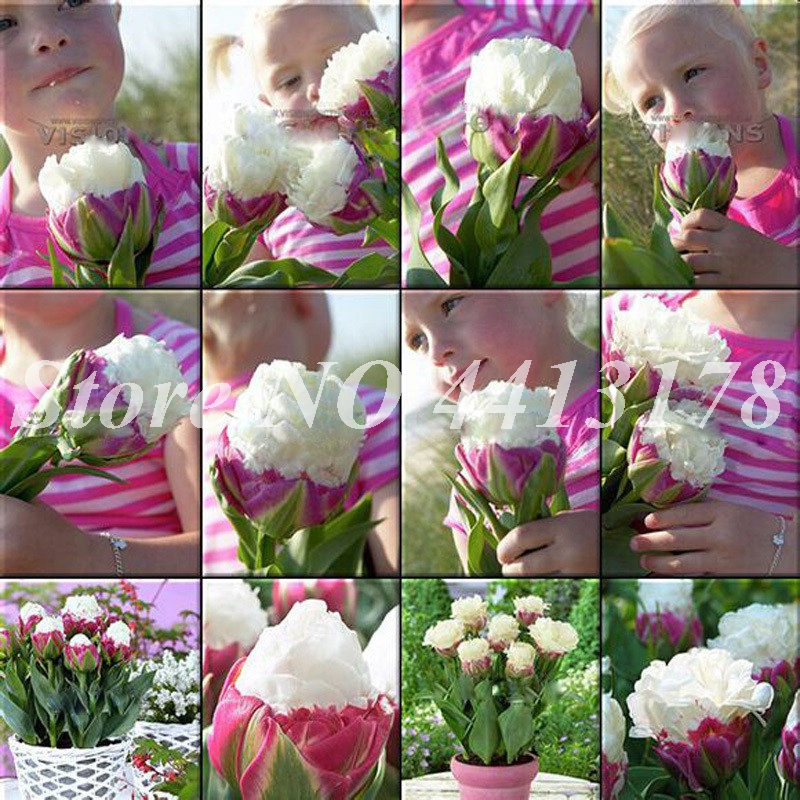 200 pcs/ bag Tulip Flowers White & Red Big Petal Bonsai plant seeds Potted Outdoor Perennial Japanese Blooming Fragrant Flower Garden Plant
200 pcs/ bag Tulip Flowers White & Red Big Petal Bonsai plant seeds Potted Outdoor Perennial Japanese Blooming Fragrant Flower Garden Plant
