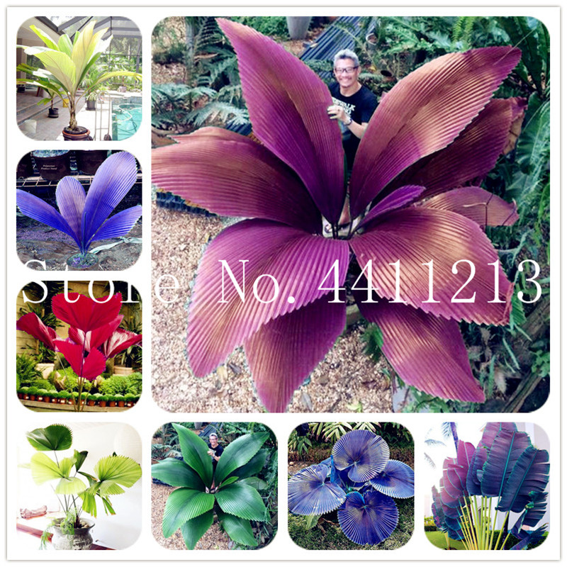 20 Pcs/bag Bottle palm tree Bonsai plant seeds Exotic Bonsai tree Tropical Ornamental plant bonsai for home garden Four seasons Decoration
20 Pcs/bag Bottle palm tree Bonsai plant seeds Exotic Bonsai tree Tropical Ornamental plant bonsai for home garden Four seasons Decoration