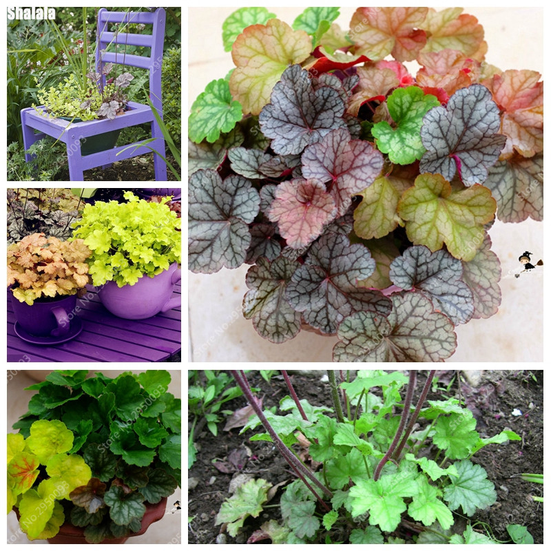 Colorful Heuchera 200Pcs/ bag Coral Bell Flower Bonsai Plants seeds Flower Diy Beautiful Green Plant For Home&Garden Decoration easy to grow
Colorful Heuchera 200Pcs/ bag Coral Bell Flower Bonsai Plants seeds Flower Diy Beautiful Green Plant For Home&Garden Decoration easy to grow