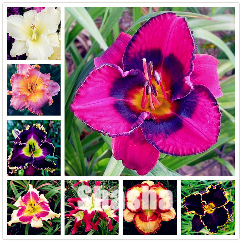 Day Lily Daylily bonsai Unique 200 pcs Daylilies seeds Hemerocallis Fulva Daylily flower Mixed Color Flower Bonsai planta Perennial Plant
Day Lily Daylily bonsai Unique 200 pcs Daylilies seeds Hemerocallis Fulva Daylily flower Mixed Color Flower Bonsai planta Perennial Plant