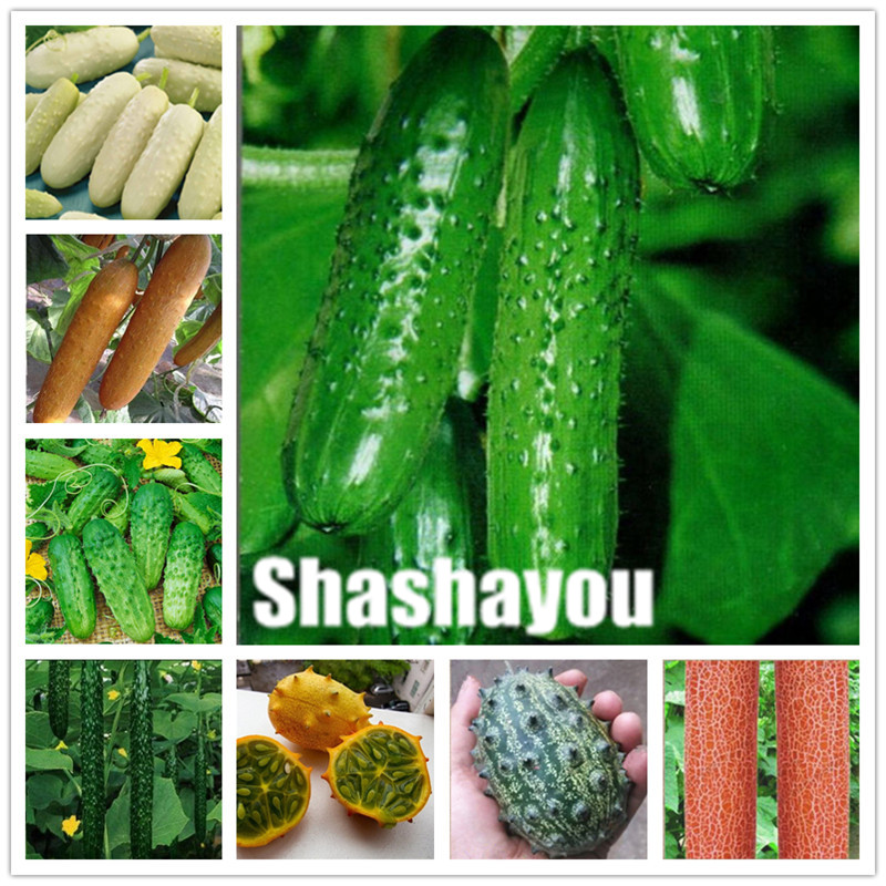 200 Pcs Seeds Green Cucumber Bonsai Non-GMO Delicious Cucumber Fruit & Vegetable Plant for Home Garden Planting
200 Pcs Seeds Green Cucumber Bonsai Non-GMO Delicious Cucumber Fruit & Vegetable Plant for Home Garden Planting