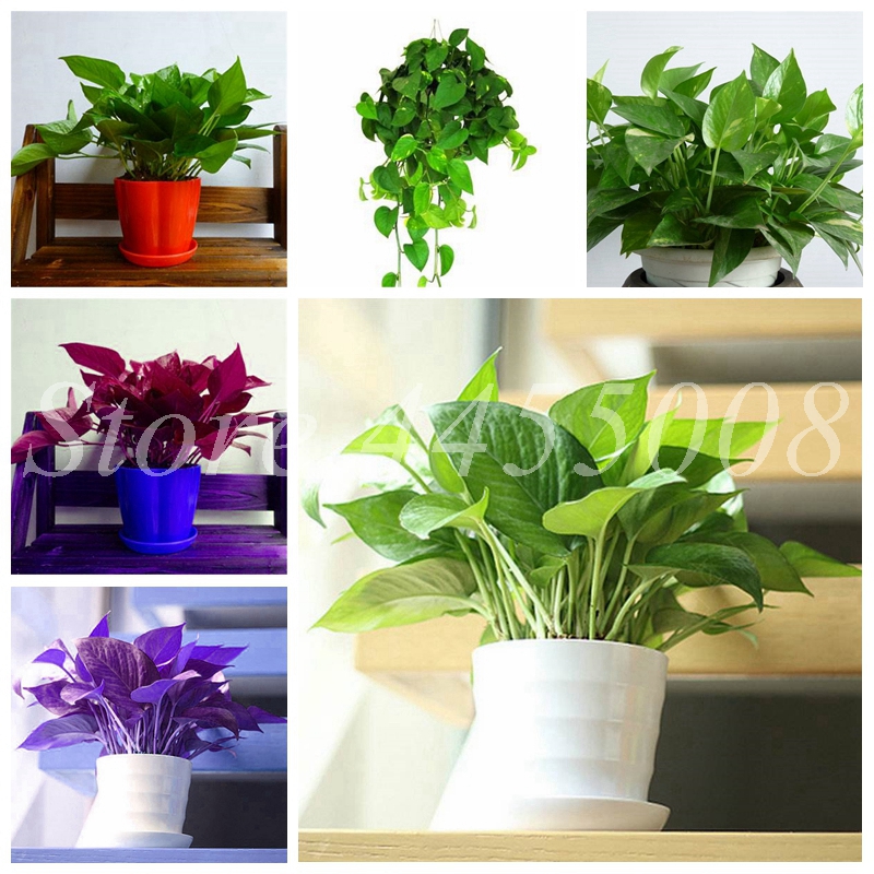 200 Pcs Rare Seeds Chinese Rainbow Epipremnum Aureum Flower Bonsai Mixed Indoor Plant Purify Air,Potted Plants For Home Garden Decor
200 Pcs Rare Seeds Chinese Rainbow Epipremnum Aureum Flower Bonsai Mixed Indoor Plant Purify Air,Potted Plants For Home Garden Decor