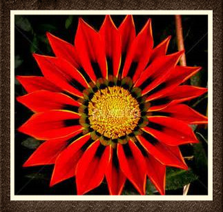 100Pcs seeds Gorgeous Gazania Rigens Bonsai, Flower Plant Popular Africa Bonsai For Diy Home Garden Supplies Indoor Outdoor Plant Variety of Colors Aerobic Potted
100Pcs seeds Gorgeous Gazania Rigens Bonsai, Flower Plant Popular Africa Bonsai For Diy Home Garden Supplies Indoor Outdoor Plant Variety of Colors Aerobic Potted