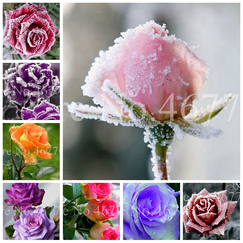 Bonsai Rrare Exotic 300 Pcs Seeds Snow Rose Plants Outdoor Rainbow Rosas Potted Flowers Perennial Garden Jardim Plante Loss Promotion
Bonsai Rrare Exotic 300 Pcs Seeds Snow Rose Plants Outdoor Rainbow Rosas Potted Flowers Perennial Garden Jardim Plante Loss Promotion