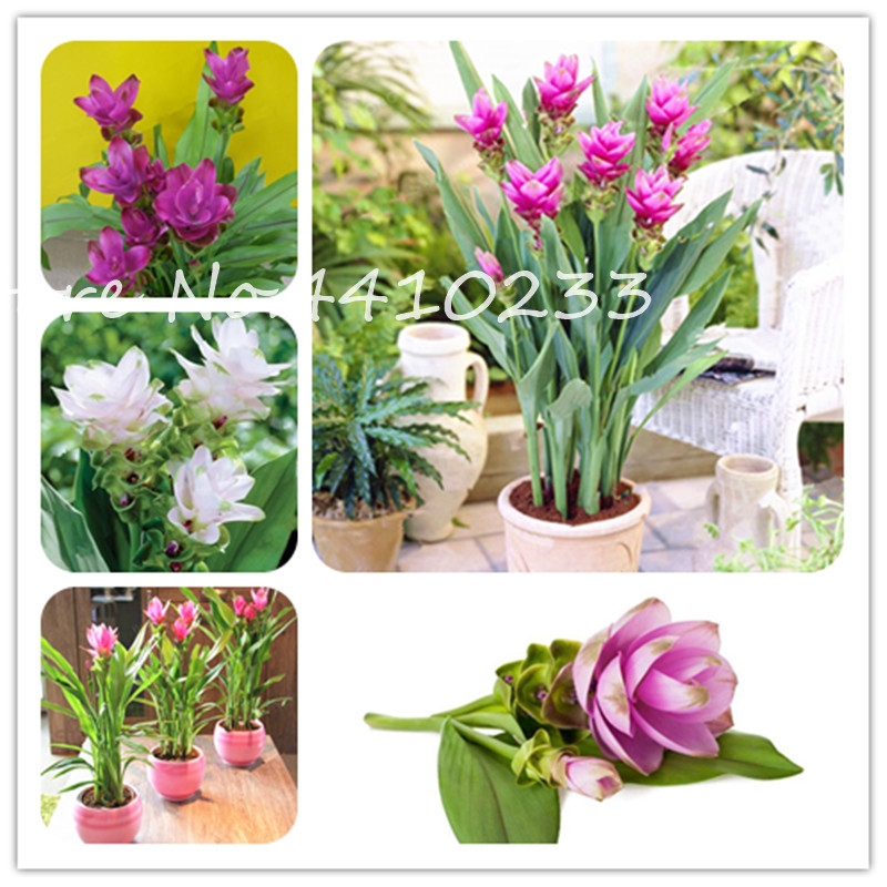 Big Promotion !!!200 Pcs Colorful New Arrival Curcuma Bonsai plant seeds Flower Plants Rarest Fresh Bonsai Plants Garden Plants Easy to Grow
Big Promotion !!!200 Pcs Colorful New Arrival Curcuma Bonsai plant seeds Flower Plants Rarest Fresh Bonsai Plants Garden Plants Easy to Grow