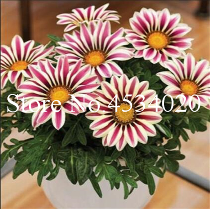 200 Pcs Seeds Mixed Color Gazania Rigens Flores Bonsai, office desktop flowers, Indoor Flower Plantas For Home & Garden Purify the Air
200 Pcs Seeds Mixed Color Gazania Rigens Flores Bonsai, office desktop flowers, Indoor Flower Plantas For Home & Garden Purify the Air