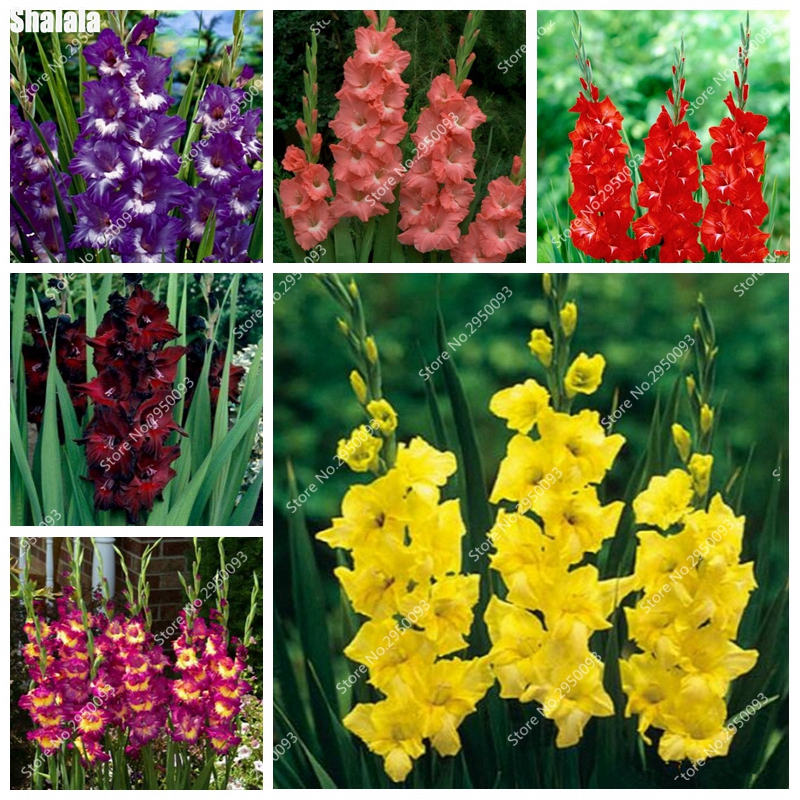 Exotic Mixed Gladiolus Flower ,Aerobic Potted Bonsai plant seeds Orchid Plants For Home Garden Indoor Potted Decor Landscaping 500 pcs/ bag
Exotic Mixed Gladiolus Flower ,Aerobic Potted Bonsai plant seeds Orchid Plants For Home Garden Indoor Potted Decor Landscaping 500 pcs/ bag
