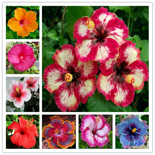 100Pcs On Sale! Hibiscus Rosa-sinensis Perennial Flower plant Bonsai Big Blooms Red Green Blue Purple Colorful Gard
100Pcs On Sale! Hibiscus Rosa-sinensis Perennial Flower plant Bonsai Big Blooms Red Green Blue Purple Colorful Gard