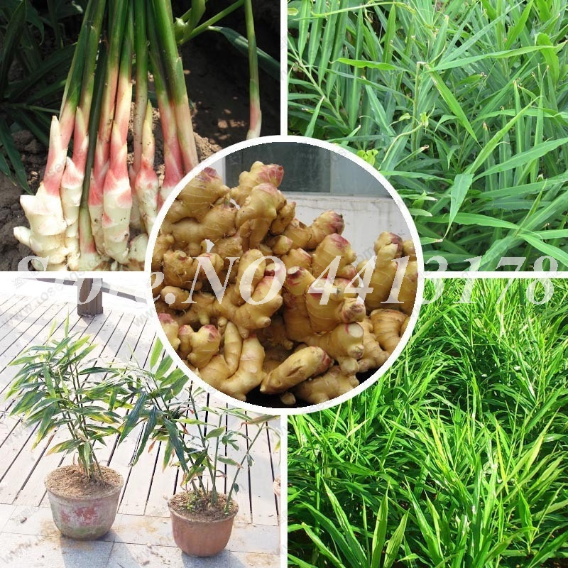 Imported Ginger Seeds Bonsai Balcony Organic Vegetables Potted For Four Seasons Zingiber Plant for Home Garden Decor 1000 Pcs/Bag
Imported Ginger Seeds Bonsai Balcony Organic Vegetables Potted For Four Seasons Zingiber Plant for Home Garden Decor 1000 Pcs/Bag