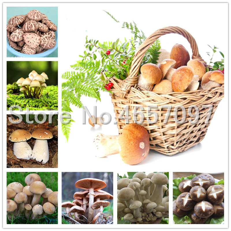 500 Pcs Giant Mushroom bonsai seeds Delicious Green Vegetable Organic can eat Vegetable bonsai in Garden and Courtyard Non GMO Plants
500 Pcs Giant Mushroom bonsai seeds Delicious Green Vegetable Organic can eat Vegetable bonsai in Garden and Courtyard Non GMO Plants