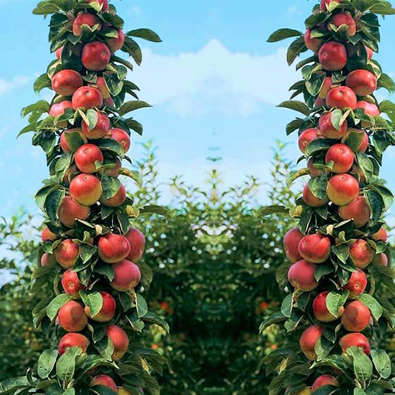50 Pcs Seeds Apple Bonsai Sweet Fruit Bonsai Tree Organic Delicious Four Season Sowing Rare Green Fruit Potted Plants Healthy Garden
50 Pcs Seeds Apple Bonsai Sweet Fruit Bonsai Tree Organic Delicious Four Season Sowing Rare Green Fruit Potted Plants Healthy Garden