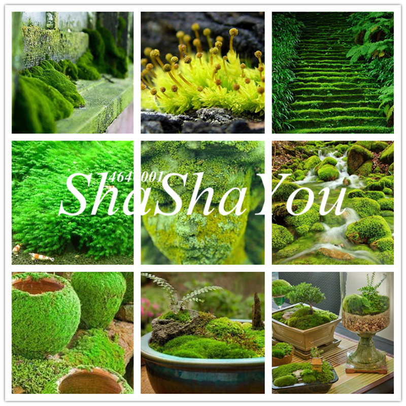Sales! 1000 Pcs/Bag Seeds Moss Bonsai Moss Ball Sagina Subulata Bonsai Outdoor Grass Bonsai Garden Decorative Plant DIY For Home Garden
Sales! 1000 Pcs/Bag Seeds Moss Bonsai Moss Ball Sagina Subulata Bonsai Outdoor Grass Bonsai Garden Decorative Plant DIY For Home Garden