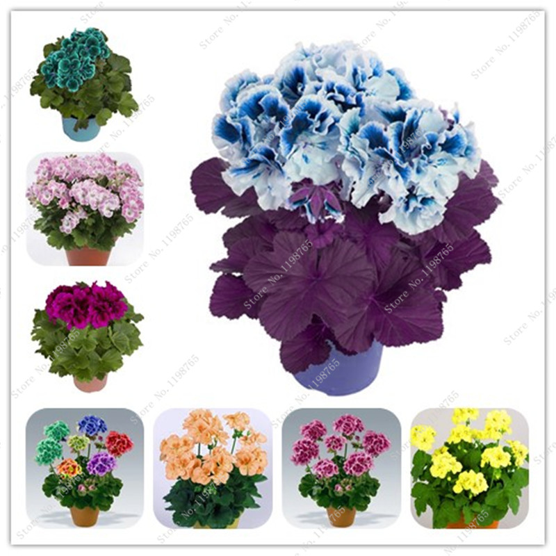 Multicolor Bonsai 100 Pcs Seeds Geranium Rare Bonsai Flower Perennial Plant Pelargonium Peltatum Indoor Room For Home & Garden
Multicolor Bonsai 100 Pcs Seeds Geranium Rare Bonsai Flower Perennial Plant Pelargonium Peltatum Indoor Room For Home & Garden