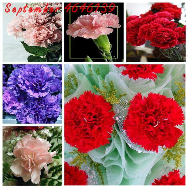 200 Pcs/Pack Seeds Rare Carnations Bonsai Flowers Bonsai Dianthus Caryophyllus Flowers Bonsai For Home Garden Planting Mom Gift
200 Pcs/Pack Seeds Rare Carnations Bonsai Flowers Bonsai Dianthus Caryophyllus Flowers Bonsai For Home Garden Planting Mom Gift