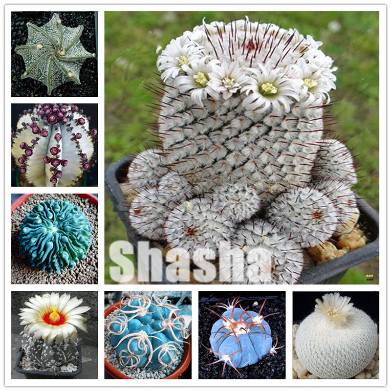 1000pcs Cactus Plant Bonsai Flowers New Arrival Garden Bonsai Plant Seeds Dropshipping Wholesale
1000pcs Cactus Plant Bonsai Flowers New Arrival Garden Bonsai Plant Seeds Dropshipping Wholesale