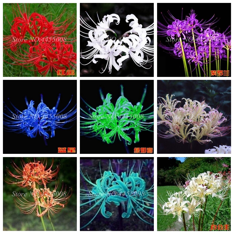 400 Pcs Seeds Exotic Lycoris Bonsai Flower Perennial Planting Potted Flower Indoor Pot Plant For Home Garden Easy to Grow
400 Pcs Seeds Exotic Lycoris Bonsai Flower Perennial Planting Potted Flower Indoor Pot Plant For Home Garden Easy to Grow