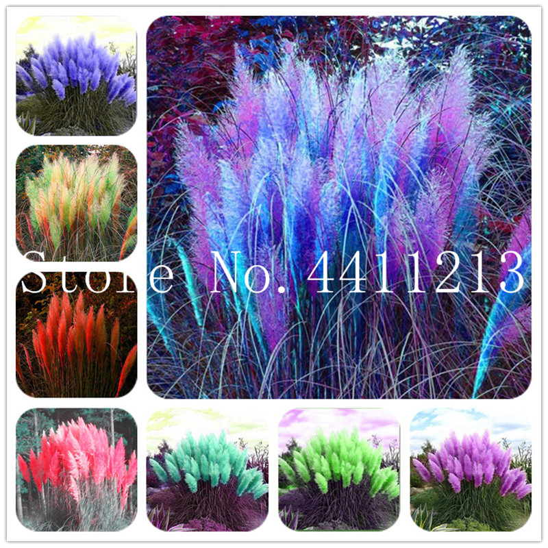 500 pcs/bag Pampas garss Bonsai, pampas Bonsai plant seeds, pampas grass plant, Ornamental Plant Grass Natural Growth for Home Garden
500 pcs/bag Pampas garss Bonsai, pampas Bonsai plant seeds, pampas grass plant, Ornamental Plant Grass Natural Growth for Home Garden
