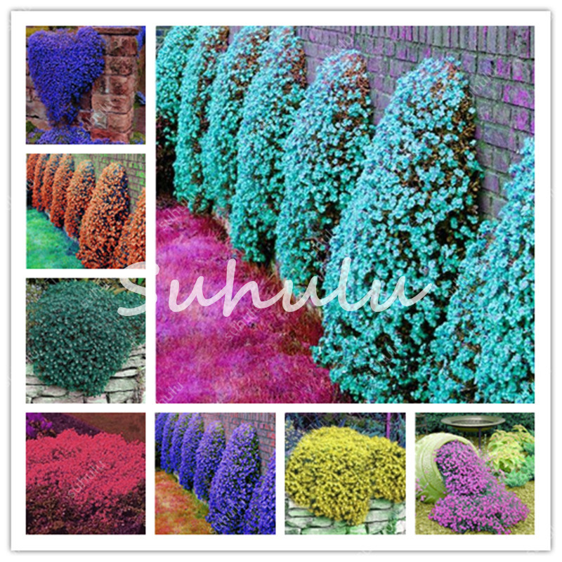 200 Pcs Aubrieta Rock Cress Cascade Purple Flower seeds Bonsai Climbing Vine Planting Perennial Ground Cover Home Garden Easy To Grow
200 Pcs Aubrieta Rock Cress Cascade Purple Flower seeds Bonsai Climbing Vine Planting Perennial Ground Cover Home Garden Easy To Grow