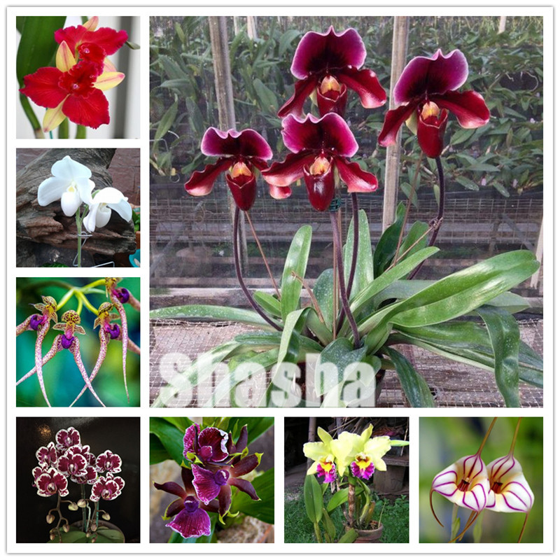 300 Pcs/Pack Phalaenopsis Orchid Bonsai seeds Adorable Butterfly Orchid Flower Bonsai Sky Blue Plant Garden Plants Potted plant
300 Pcs/Pack Phalaenopsis Orchid Bonsai seeds Adorable Butterfly Orchid Flower Bonsai Sky Blue Plant Garden Plants Potted plant