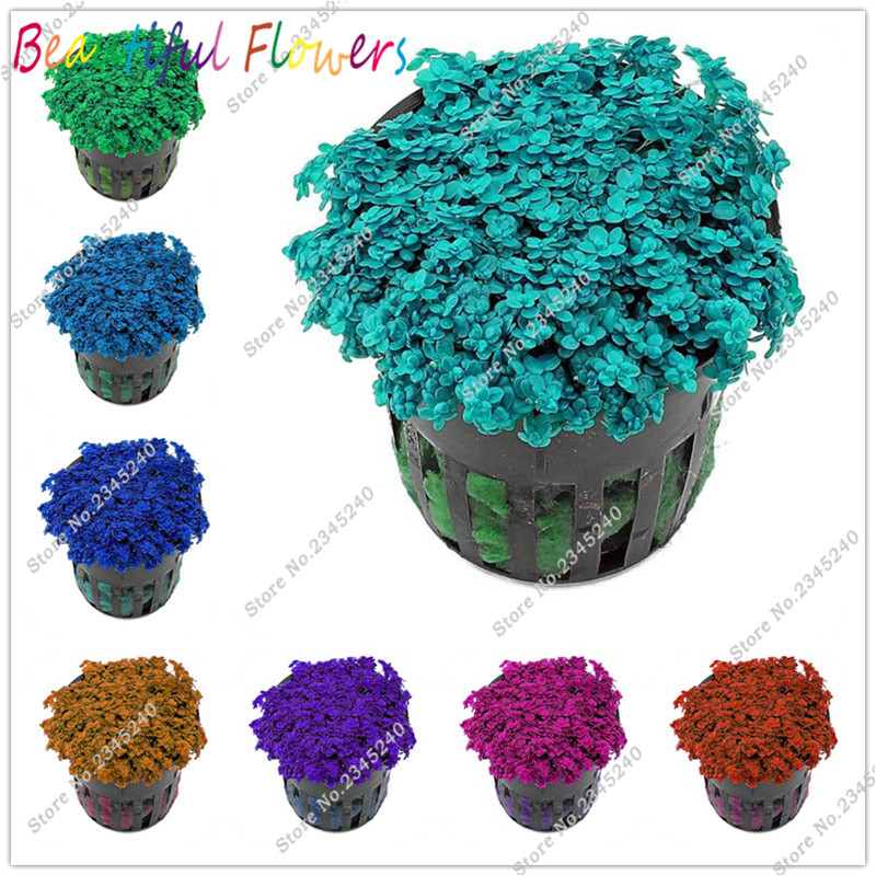 Hot Sale! 200 Pcs Seeds Aquarium Plants Glossostigma Hemianthus Callitrichoides Water Aquatic for Fish Tank Ornamentals Landscape Dec Bonsai
Hot Sale! 200 Pcs Seeds Aquarium Plants Glossostigma Hemianthus Callitrichoides Water Aquatic for Fish Tank Ornamentals Landscape Dec Bonsai