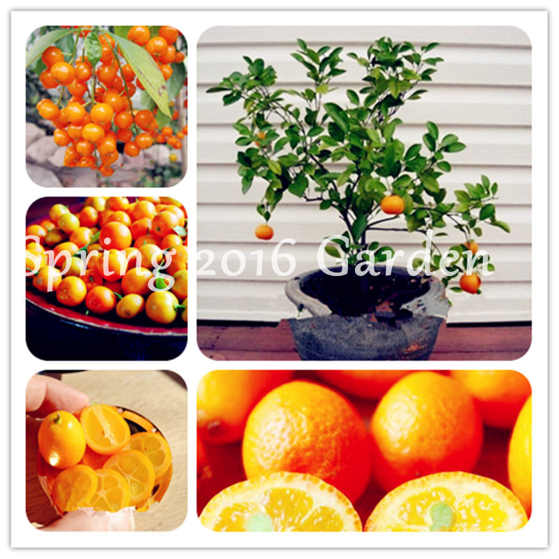 Citrus Plant Bonsai Mandarin Orange seeds Edible Sweet Fruit Bonsai Tree Healthy Food Home Garden Easy To Grow 50 Pcs
Citrus Plant Bonsai Mandarin Orange seeds Edible Sweet Fruit Bonsai Tree Healthy Food Home Garden Easy To Grow 50 Pcs