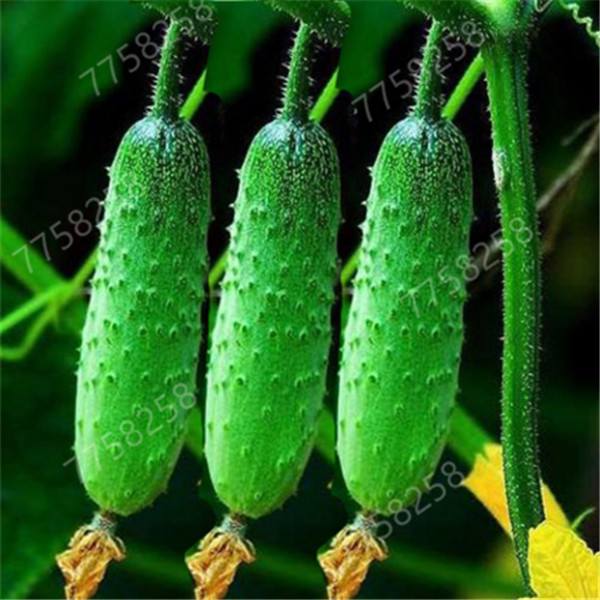 50 Pcs/bag Mini Cucumber Non-GMO delicious cucumber fruit and vegetable bonsai plant seeds for home garden , Easy to Grow
50 Pcs/bag Mini Cucumber Non-GMO delicious cucumber fruit and vegetable bonsai plant seeds for home garden , Easy to Grow