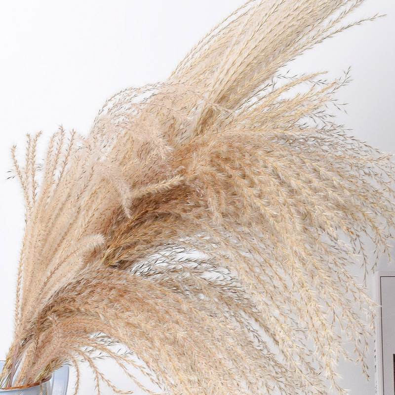 50pcs Pampas Grass Wedding Flower Bunch Natural Plants Decor Home Decor Dried Flowers Free Shipping
50pcs Pampas Grass Wedding Flower Bunch Natural Plants Decor Home Decor Dried Flowers Free Shipping
