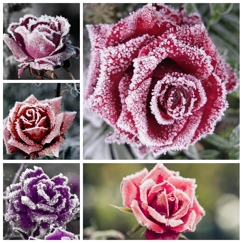 200 Pcs Seeds Holland Snow Rose Indoor Perennial Indoor Bonsai Potted Charming Living Room Rosas Flower for Home Garden Planting
200 Pcs Seeds Holland Snow Rose Indoor Perennial Indoor Bonsai Potted Charming Living Room Rosas Flower for Home Garden Planting