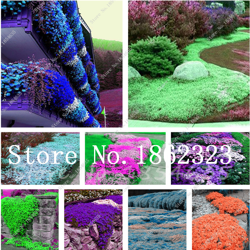 Mixed Phlox Bonsai plant seeds Flower Semente 200 Pcs Plant Phlox Flower Phlox Natural Growth for Home Garden Indoor Plant Easy Grow In Pots
Mixed Phlox Bonsai plant seeds Flower Semente 200 Pcs Plant Phlox Flower Phlox Natural Growth for Home Garden Indoor Plant Easy Grow In Pots