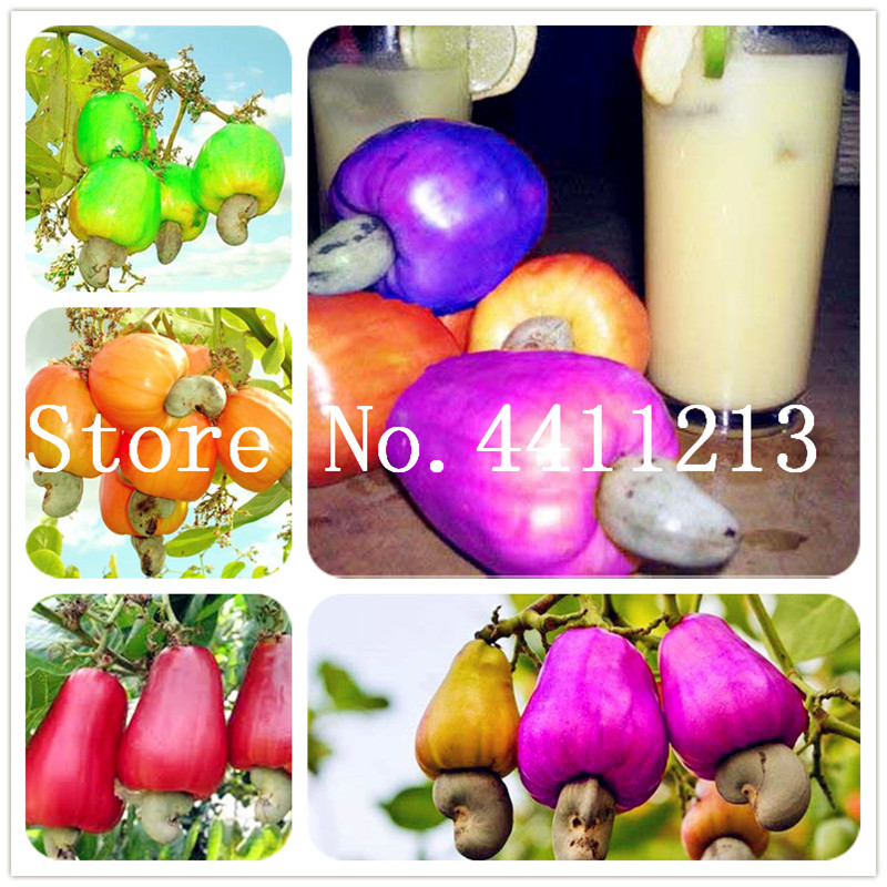 New Garden Plants 20pcs Mini Cashew Tree Bonsai plant seeds Anacardium Occidentale Rare Plant Tree Bonsai Fruit Germ easy grow Free Shipping
New Garden Plants 20pcs Mini Cashew Tree Bonsai plant seeds Anacardium Occidentale Rare Plant Tree Bonsai Fruit Germ easy grow Free Shipping