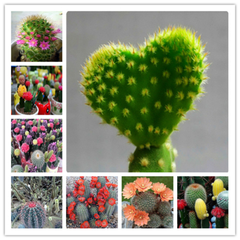 Hot Sale Seeds 100Pcs Cactus Mini Plant,Flower bonsai plants flower pot flowers Potted gift for home and Garden plant
Hot Sale Seeds 100Pcs Cactus Mini Plant,Flower bonsai plants flower pot flowers Potted gift for home and Garden plant