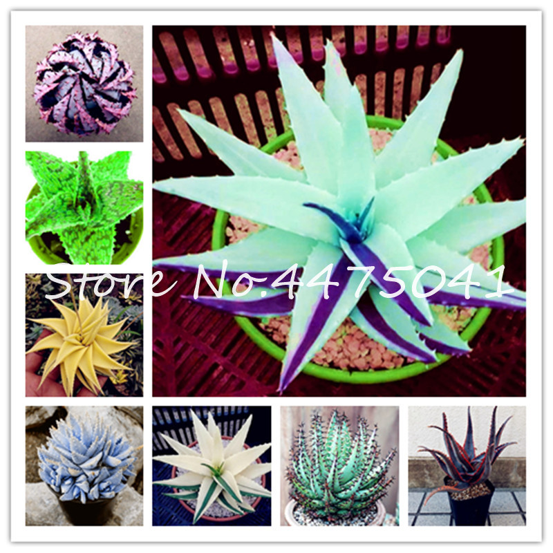 New! 200 Pcs Aloe Vera Bonsai Plants seeds Edible Beauty Edible Cosmetic Bonsai Succulents Lucky Aloe Fruit Vegetable Home Garden planting
New! 200 Pcs Aloe Vera Bonsai Plants seeds Edible Beauty Edible Cosmetic Bonsai Succulents Lucky Aloe Fruit Vegetable Home Garden planting