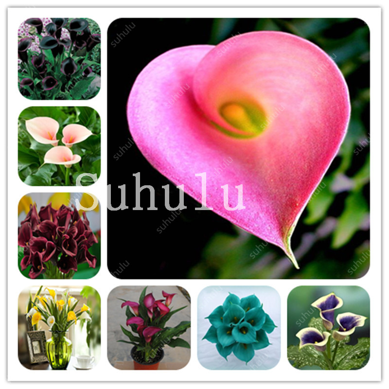 500 Pcs Rainbow Calla Lily Bonsai seeds Potted Balcony Calla Flower High Germination Rate Mixed Colorful Calla Lily Plant Garden Bonsai
500 Pcs Rainbow Calla Lily Bonsai seeds Potted Balcony Calla Flower High Germination Rate Mixed Colorful Calla Lily Plant Garden Bonsai